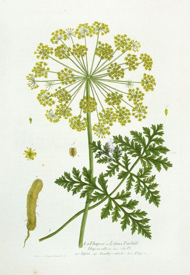 Dill Seed Anethum graveolens 100 grams image 2