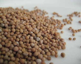 Bai Jhi Zi (seed) – Sinapis alba - 100 grams