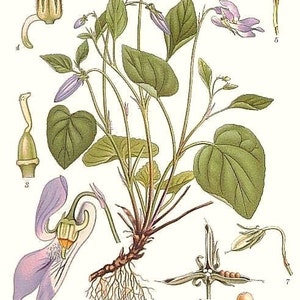 Violet Leaf Absolute Oil - Viola odorata - 2ml