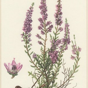 Heather Flowers Calluna vulgaris 100 or 500 grams Herbal Tea, from herbs and spices image 4