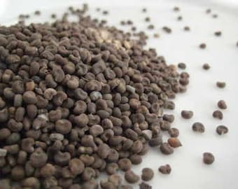 Ambrette Seed (Herbalist non certified viable dried seed) – Abelmoschus moschatus - 50 grams