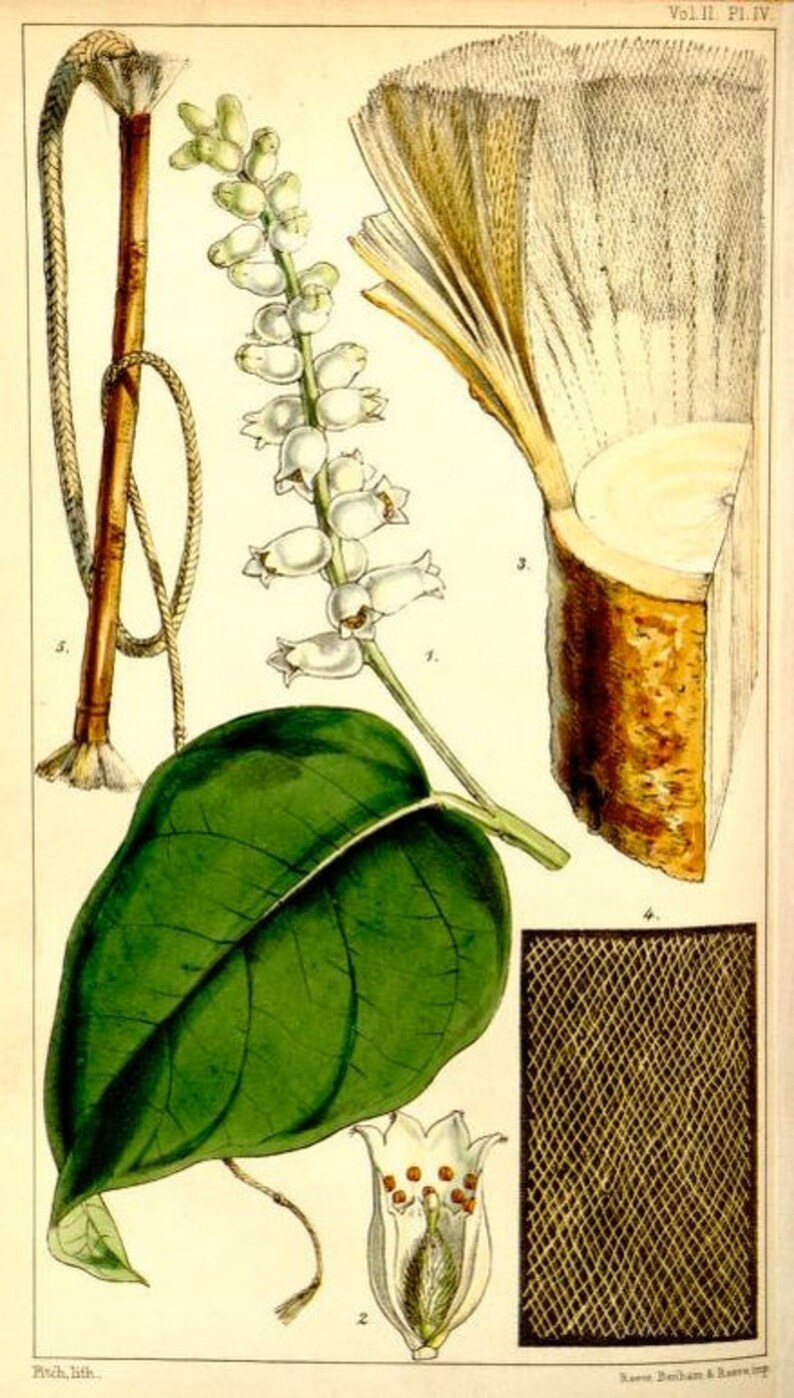 White Oudh Essential Oil Aetoxylon Sympetalum 100 Pure Etsy Denmark