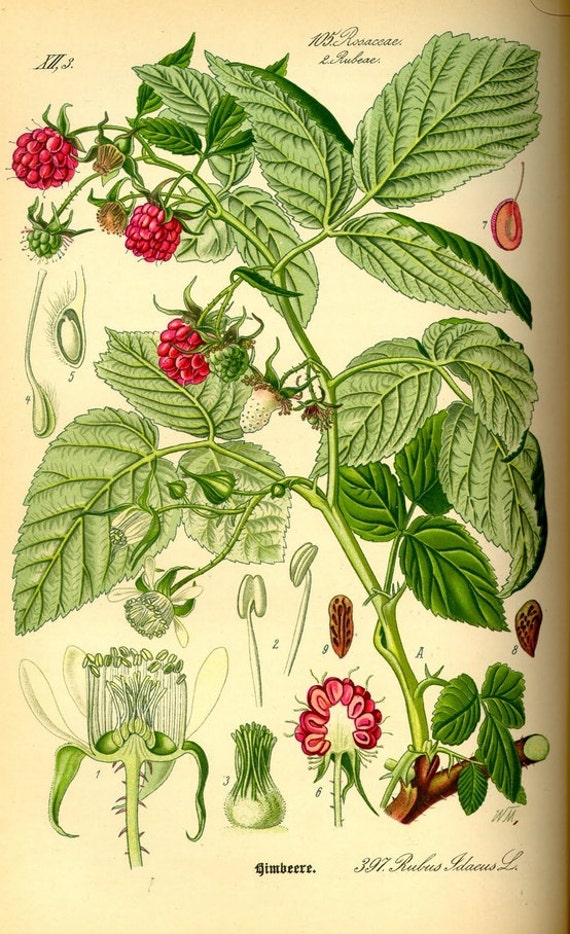 Framboisier feuille coupée - Tisane de Rubus idaeus – Tradition Nature