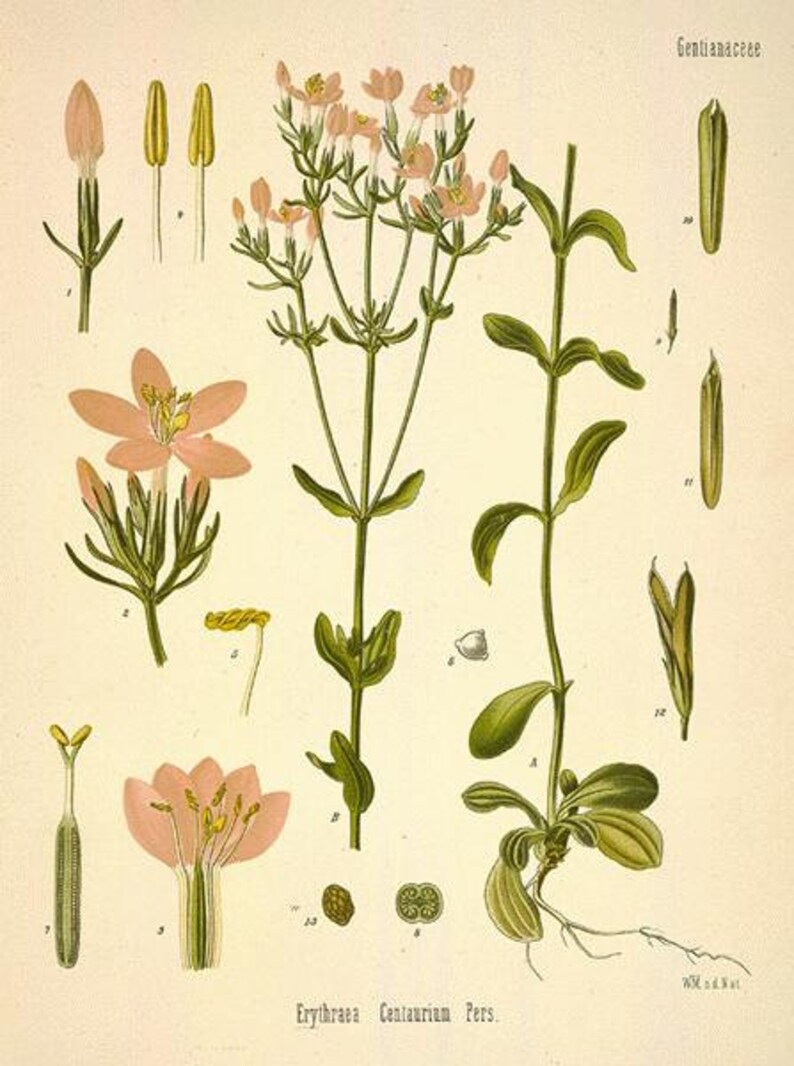 Centaury Herb Erythraea centaurium 100 grams image 1