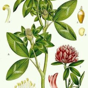 Rotklee Blumen und Blatt Trifolium pratense 50 Gramm Bild 2