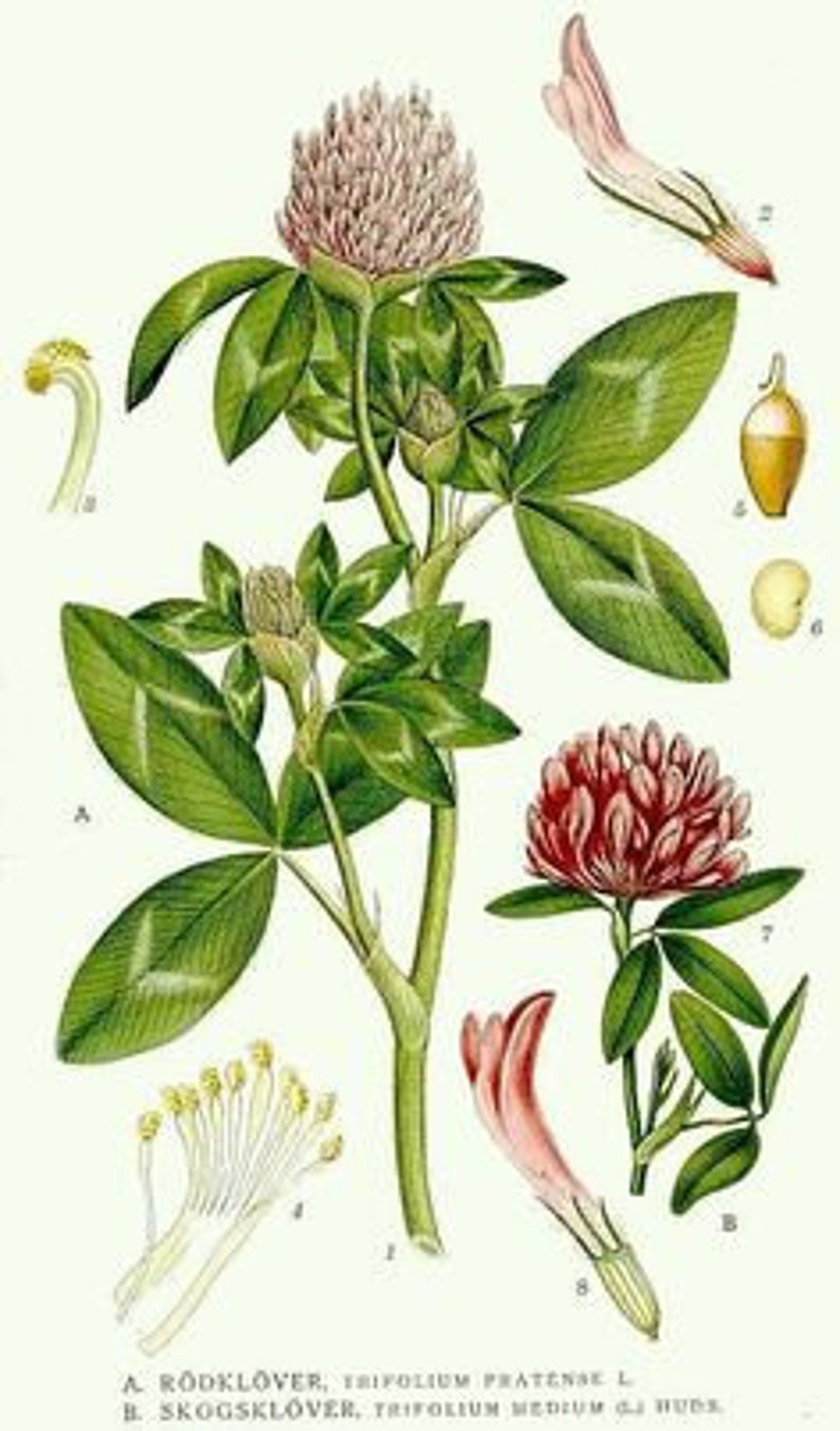 Rotklee Blumen und Blatt Trifolium pratense 50 Gramm Bild 2