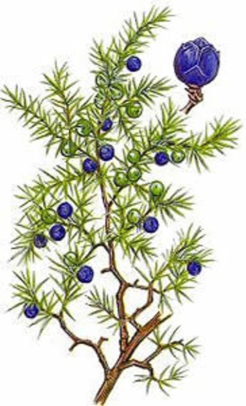 Juniper Berries Juniperus communis 100 grams image 2