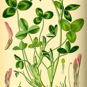 Rotklee Blumen und Blatt Trifolium pratense 50 Gramm Bild 3