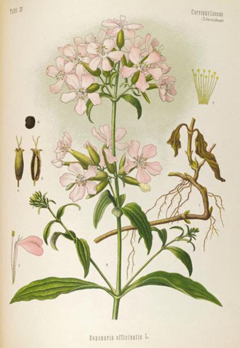 a botanical image of soapwort owned by david hugonin