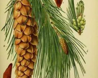 Black Corsican Pine Essential Oil-Pinus nigra - 100% Pure - 10ml - Aromatherapy Oil