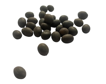 Lotus Seed (non viable) – Nelumbo nucifera 50 grams from herbs and spices