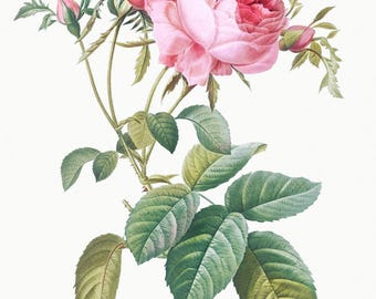 Rose de Mai Essential Oil-Rosa centifolia- 100% Pure - 5ml