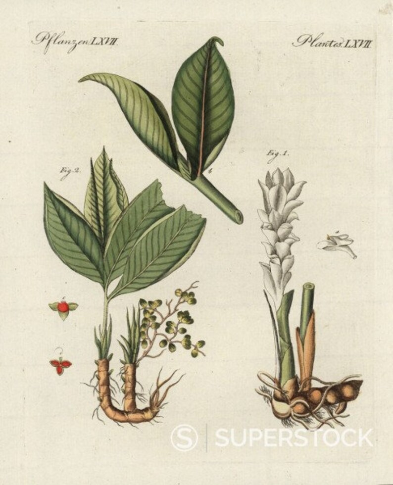 Zedoary Root cut Curcuma Zedoaria Roscoe 100 Grams Etsy UK