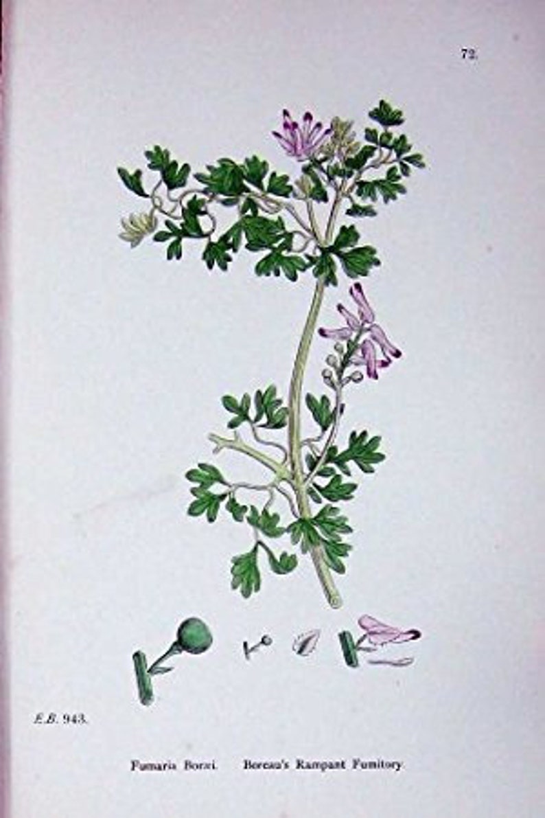 Fumitory Herb cut herb or powder Fumaria officinalis 100 grams image 4