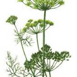 Anethi Essential Oil-anethum Sowa - 10ml - Etsy