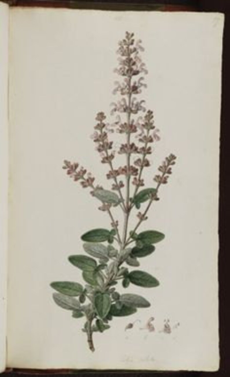 Шалфей ботанический рисунок