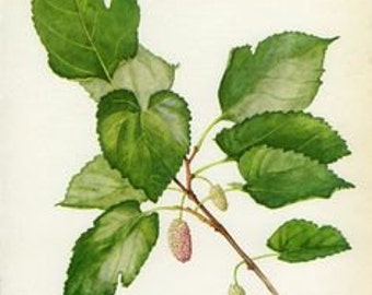 White Mulberry Fruit - Morus alba - 50 grams