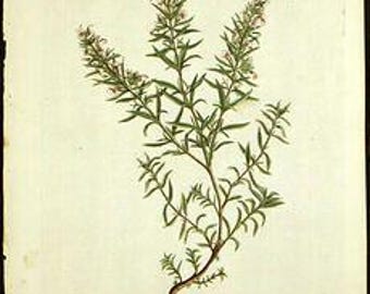 Winter Savory-Saureja montana 100% Pure Essential Oil - 5ml