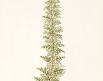 African Wormwood (Lanyana) Essential Oil - Artemisia afra - 100% Pure - 5ml