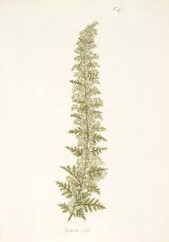 African Wormwood (Lanyana) Essential Oil - Artemisia afra - 100% Pure - 5ml