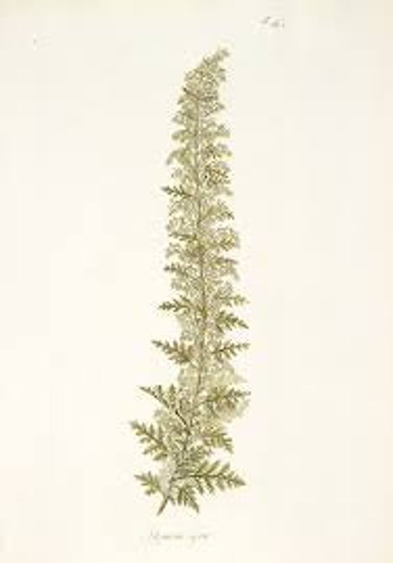 African Wormwood Essential Oil Artemisia afra 100% Pure 5ml image 1