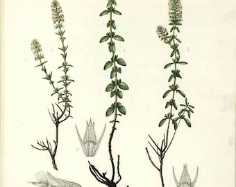 Lemon Thyme 100% Pure Essential Oil – Thymus citriodorus (syn:- serpillum)- Citrus Thyme - 10ml