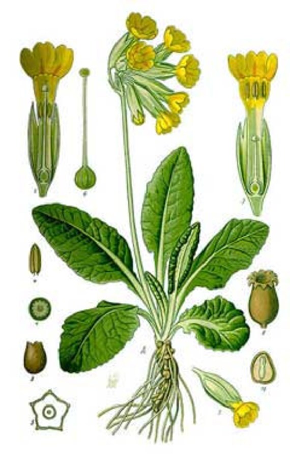 Cowslip 2024
