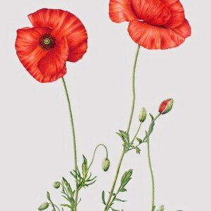 Red Poppy Petals Papaver rhoeas 50 grams image 4