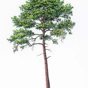 May include: A tall, slender pine tree with a thick trunk and a dense, green canopy of needles. The tree is isolated against a white background.