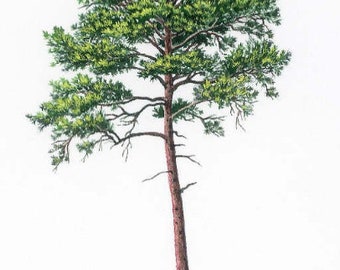 Maritime Pine Essential Oil-Pinus maritima - 100% Pure - 10ml - Aromatherapy Oil