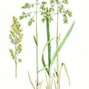 Sweetgrass-Hierochloe odorata-Manna Grass-Marys Grass-Vanilla Grass-Holy Grass long strand 50 grams image 3