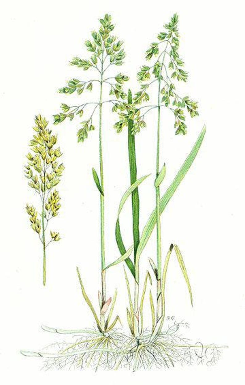 Sweetgrass-Hierochloe odorata-Manna Grass-Marys Grass-Vanilla Grass-Holy Grass long strand 50 grams image 3