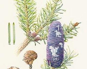 Himalayan Fir Essential Oil – Abies spectabilis-100% Pure - 5ml