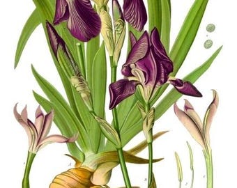 Orris Root 100% Pure Absolute Oil (Iris Florentina) - 2.5ml