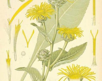 Elecampane Sweet Essential Oil - Inula helenium - 100% Pure - 05ml - aromatherapy oil