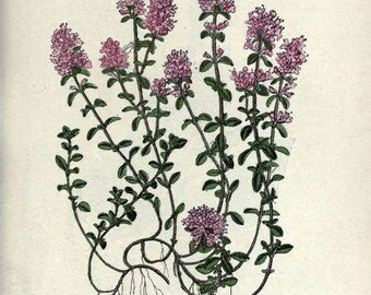 Thyme Wild (Thymus vulgaris) 100% Pure Essential Oil - 10ml