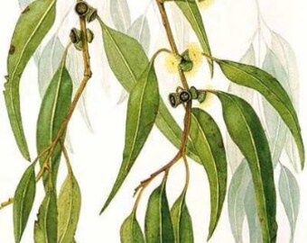 Eucalyptus Polybractea Essential Oil-Eucalyptus polybractea -100% Pure - 5ml - Aromatherapy Oil