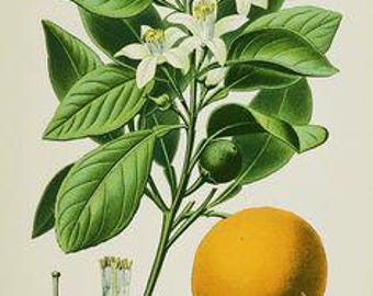 Neroli Italian Essential Oil - Citrus aurantium - 100% Pure - 10ml