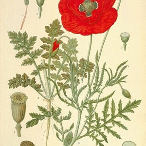 Red Poppy Petals Papaver rhoeas 50 grams image 2