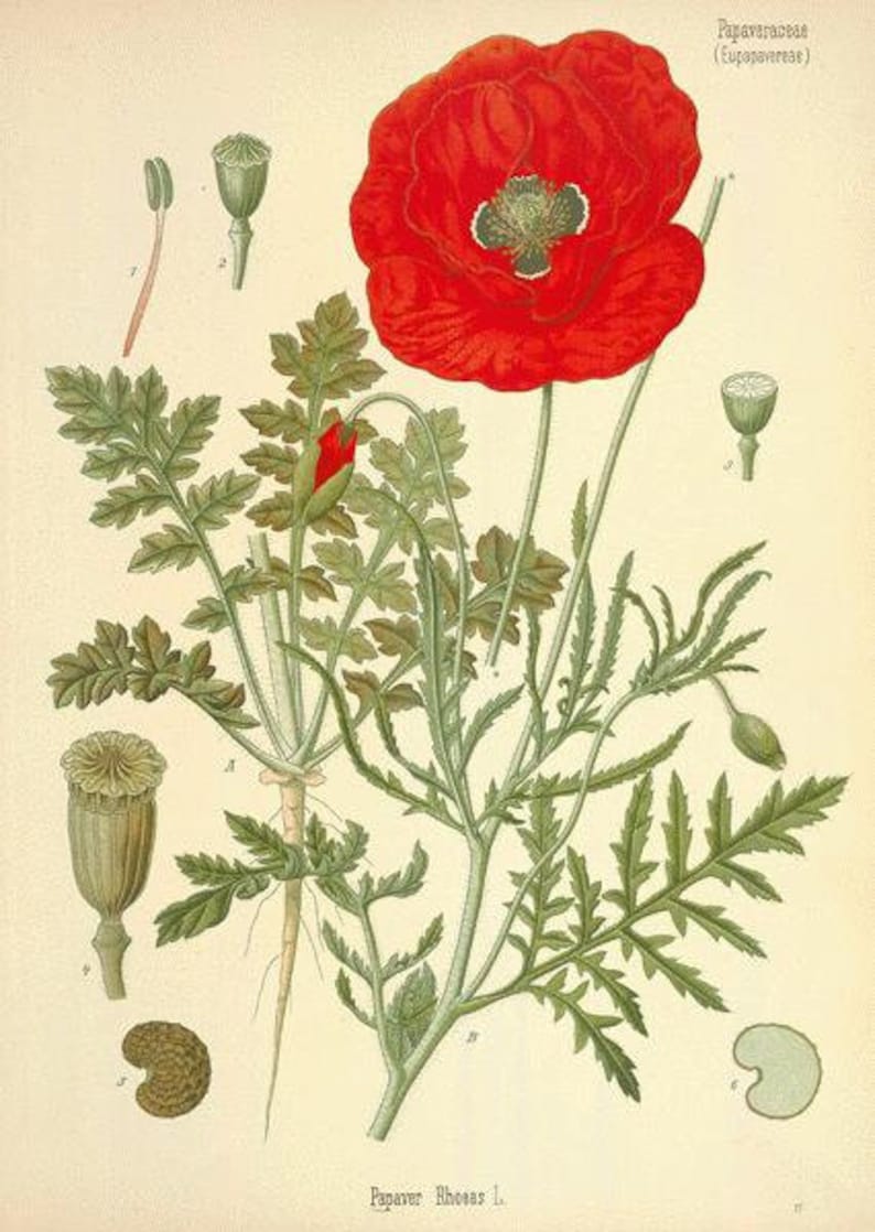 Red Poppy Petals Papaver rhoeas 50 grams image 2