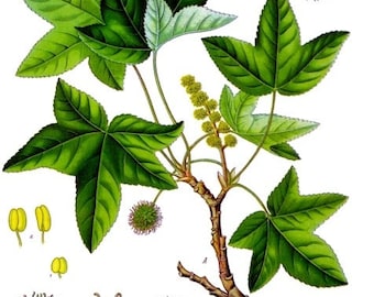 Levantine Styrax Essential Oil - Liquidambar orientalis - 100% Pure -5ml