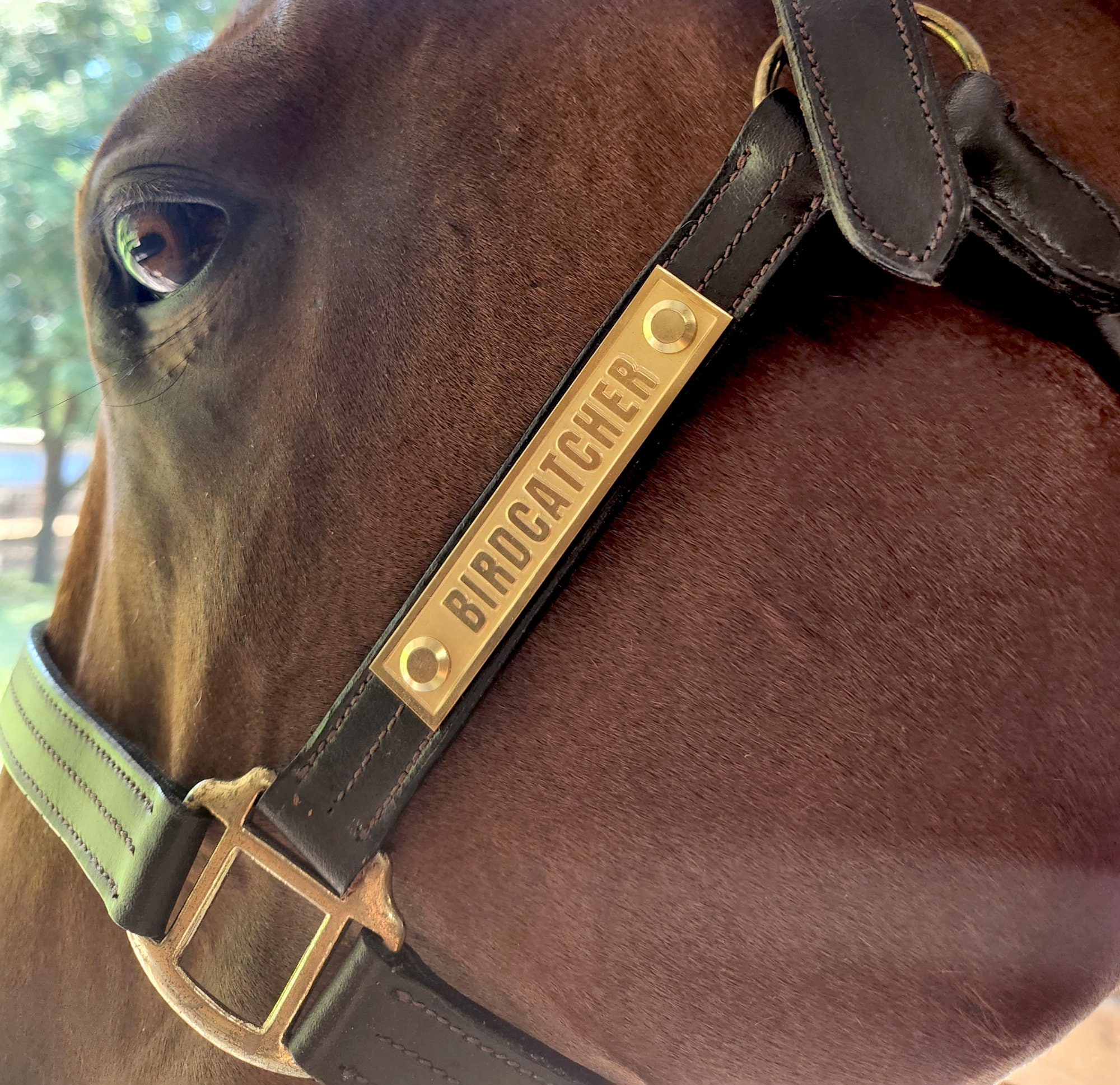 Leather Horse Halter With 4 Reliefengraved Brass Nameplate Etsy