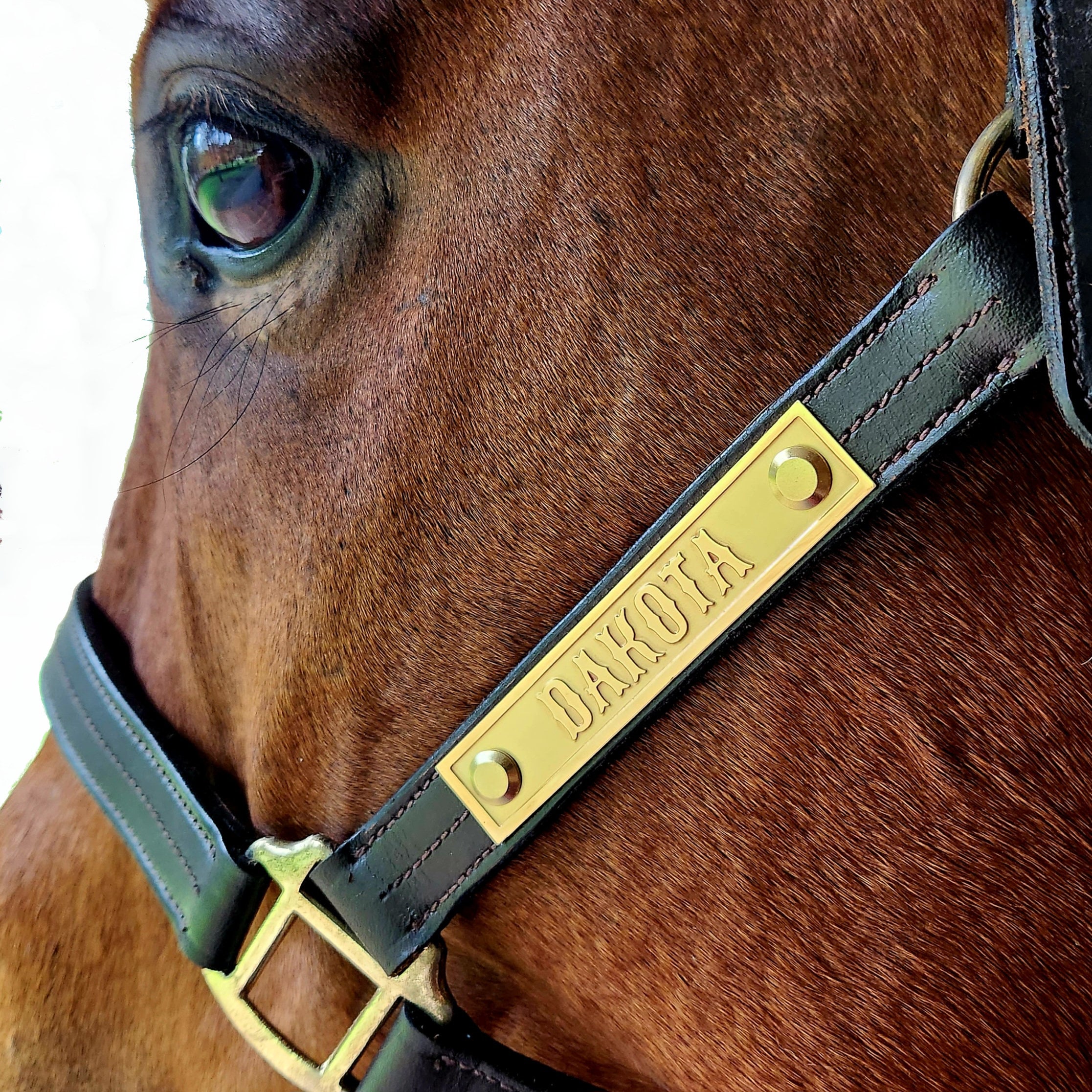 Leather Horse Halter With 4 Reliefengraved Brass Nameplate Etsy