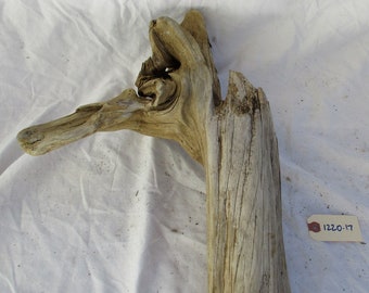 Gnarly piece of driftwood for aquarium fall decor conversation piece holiday season Freshwater driftwood twisted gnarly smooth