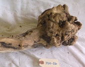 Interesting Large Sized Piece of Fresh Water driftwood Okay What is this thing Possibly a tight root ball or a burl on the end 720-26
