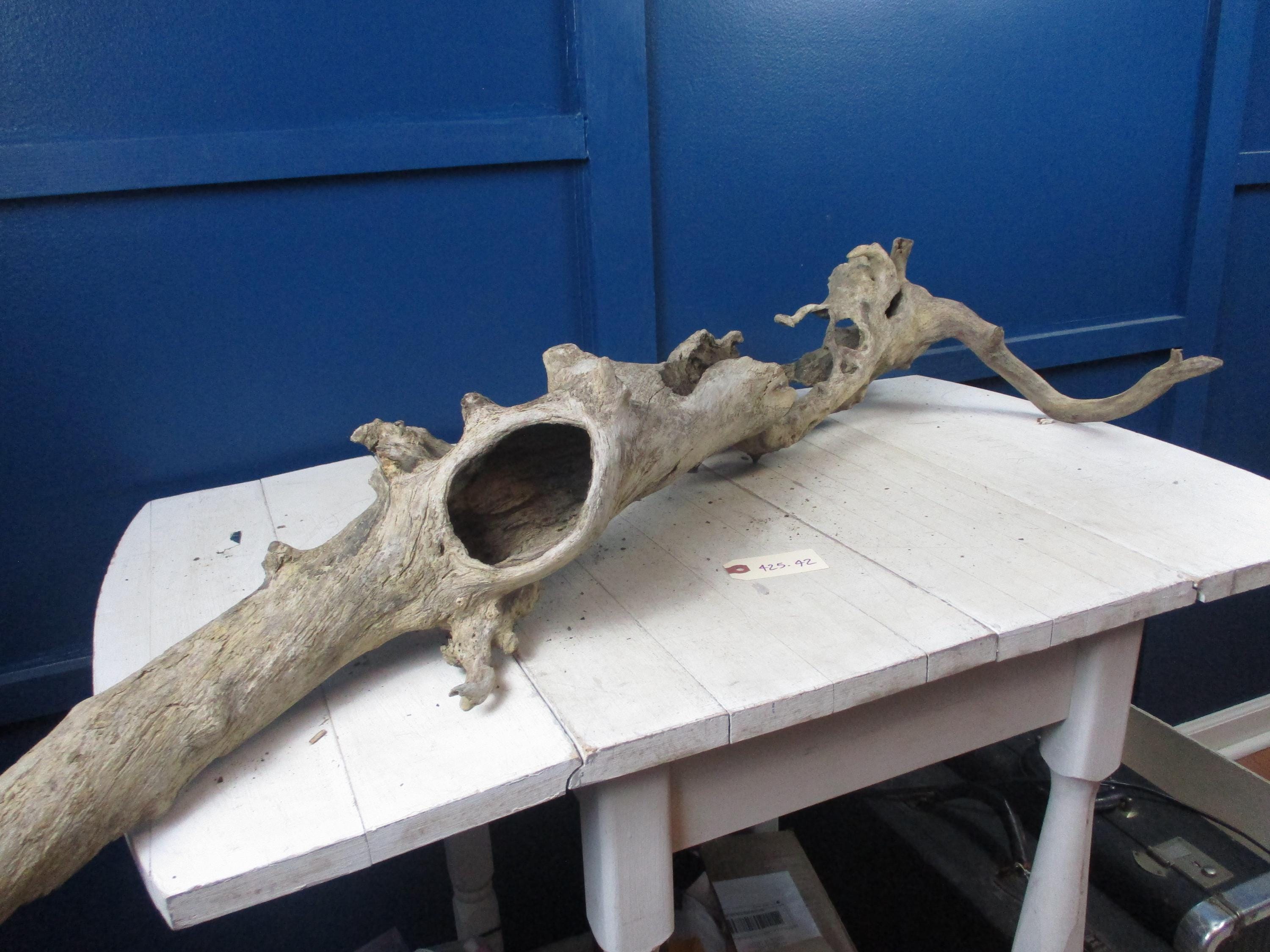 Gnarly Large, Long  Freshwater Driftwood Piece Long curved and hollowed piece  Lightweight Great holes and curves 425-42