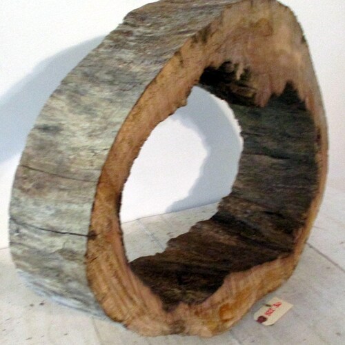 Amazing Slice of a Hollowed shops Driftwood Log Freshwater driftwood Cut into approximately 6 1/2