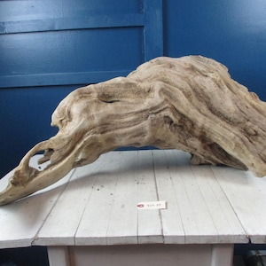 Gnarly Beautiful Very Large Sized Driftwood Solid piece with amazing nooks and crannies  Cut ion one end 425-35