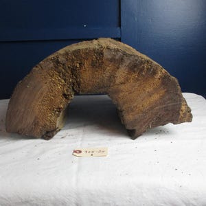May include: A large, arched piece of weathered wood with a hollowed-out center. The wood is a mix of brown and tan hues, with visible grain and texture. A small tag with the text "925-26" is attached.