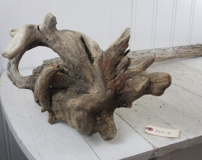 Interesting Large Driftwood Tree and Root Freshwater Drift Etsy
